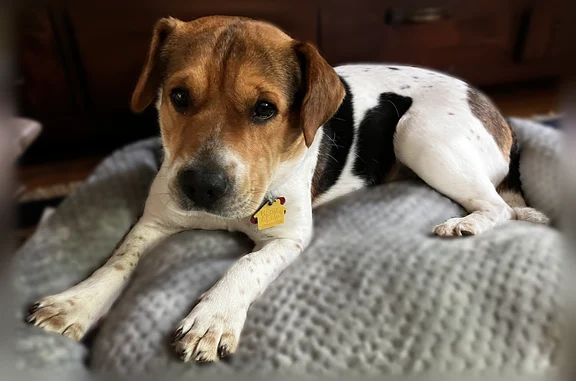 Lost dog, Indian Ridge Road, Reston - female beagle mix - photo