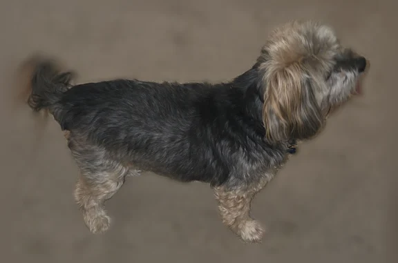 Found male dog, Dove Drive, Tracy - photo