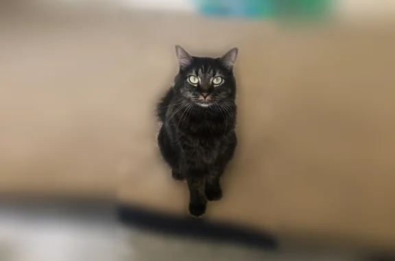 Black with M marking on face fluffy tail. Sweet but shy