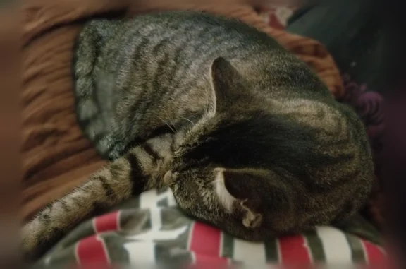 Lost cat, Crystal Lake Road East, Burnsville - female, deaf, missing half of back foot - photo