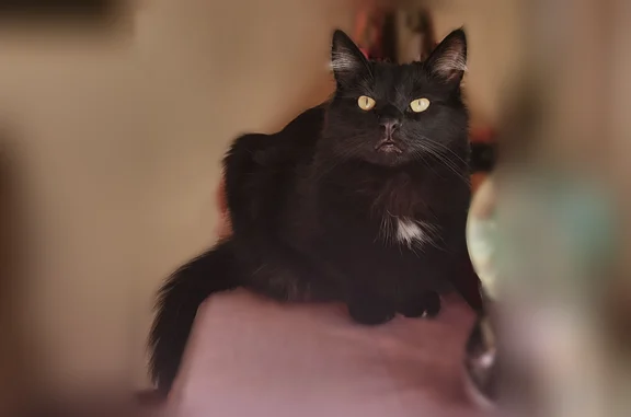 Black short haired domestic. White marking on chest, white fur on belly, white fur in ears and one white toe on front paw. He's our whole world so please kindly help us find him.