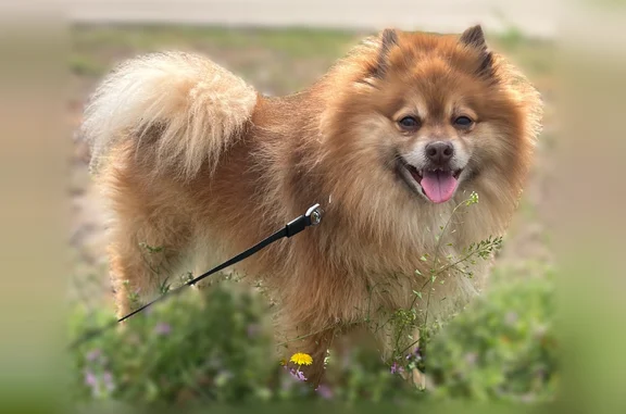 Lost male dog, Coventry Drive, Grand Prairie - Pomeranian with brown eyes - photo