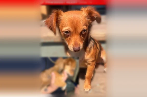 Lost dog, Ferris Street, Dallas - female with copper coat - photo