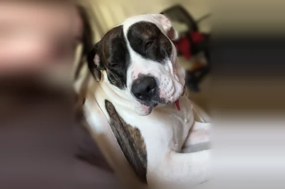 Lost dog, Southeast 3rd Street, Des Moines - large white with brindle spots - photo