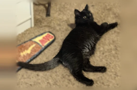 Lost cat, East Market Street, Lisbon - mainly black with hazel brown eyes - photo