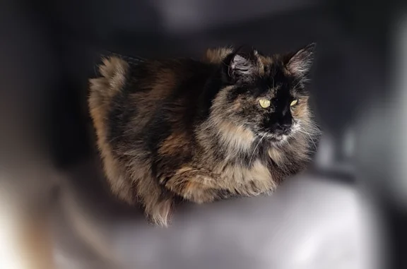 Lost and found pets Hillsboro, photo: Lost female cat, Northeast 105th Way, Hillsboro - longhair tortoiseshell