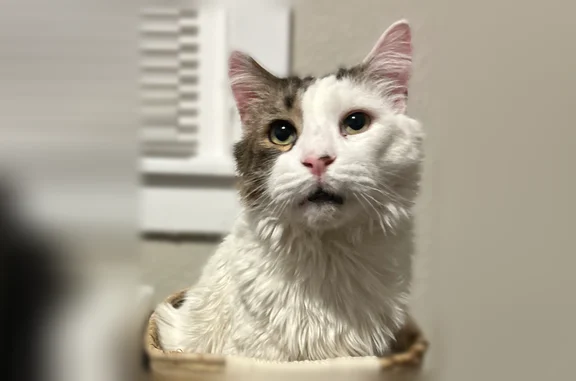 Lost and found pets Independence, photo: Lost male cat, South Maywood Avenue, Independence - white coat with brown spot