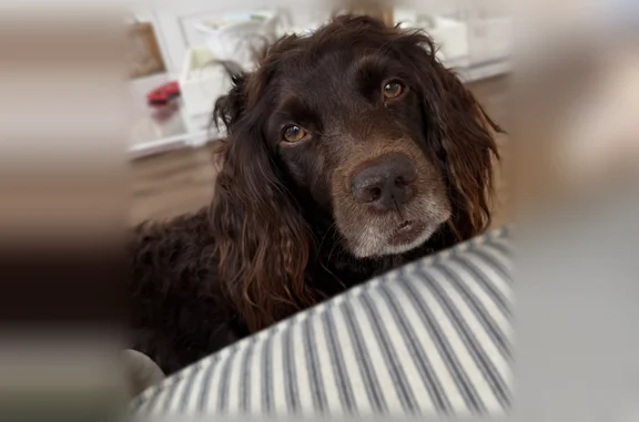 Lost female dog, Carpenter Pond Road, Raleigh - Boykin, very food motivated - photo