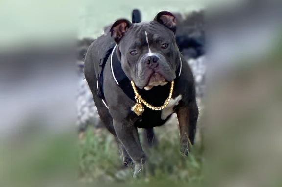 Lost dog, Dixon Boulevard, Cocoa - Grey Bullie with a white belly - photo