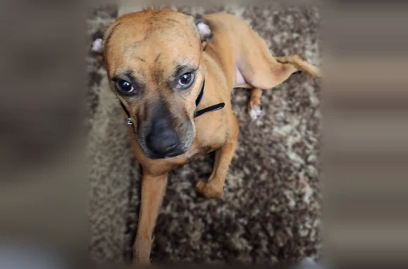 Lost dog, Indiana Avenue, Kansas City - female, brown brindle boxer - photo