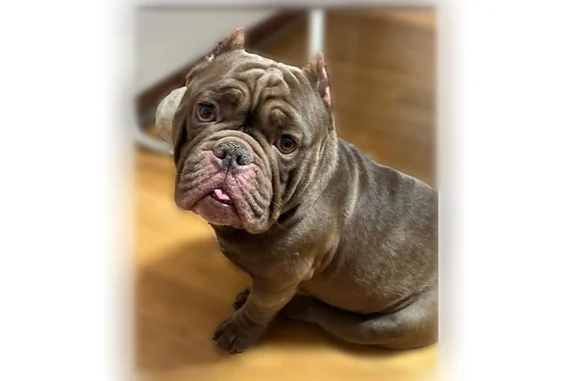 Lost male dog, West Douglas Boulevard, Chicago - brown small micro bully - photo