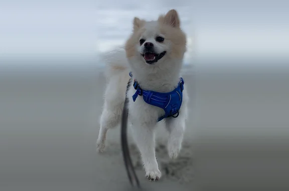 White Pomeranian mix with fluffy tail. Some cream colored areas on him. He weighs around 14 or 15 pounds.