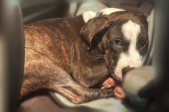 Lost male dog, Sweetbriar Road, 293, Gray Court, Simpsonville - photo