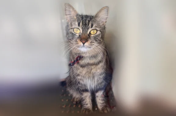 Lost female cat, South College Avenue, Newark - black, brown, and orange with white - photo