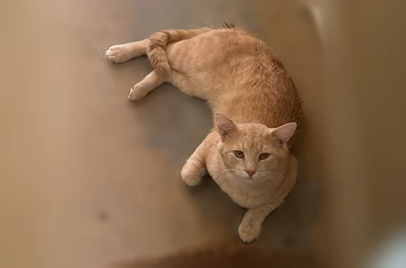 Missing cat Birmingham, photo: Lost cat, Sugar Hill, Georgia - blonde tabby with a wound