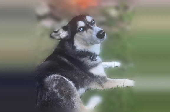 Lost and found pets Norwich, photo: Lost dog, Smith Road, 265, Hinsdale, Norwich - black and white husky