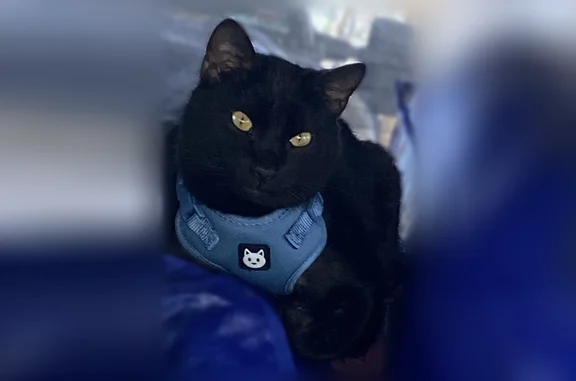 Lost cat, Augusta Road, 118, Winslow - black coat, very vocal - photo