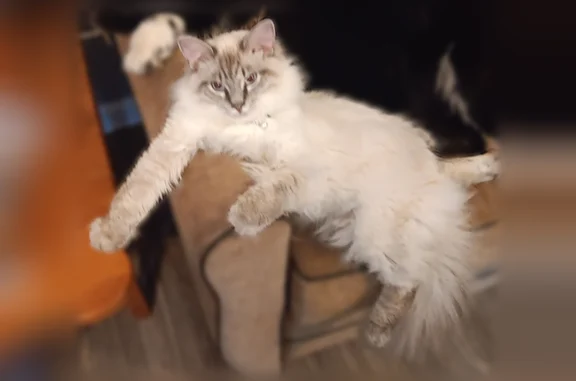 Lost cat, SR 100, Linden - white with a dark gray face - photo