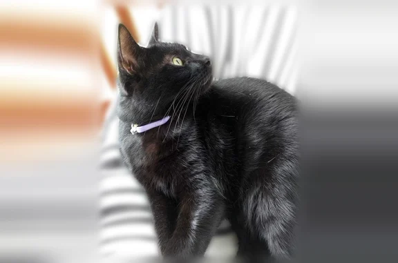 Lost cat, West 108th Street, Overland Park - male named Vasco - photo