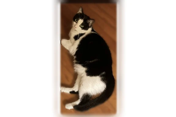 Missing cat Female, Dallas (usl535393) - photo