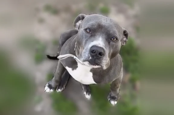 Lost dog, Glendora Street, Houston - photo