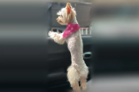 Lost female dog, West Iowa Street, Chicago - photo