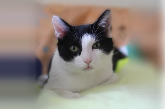 Lost cat, Sharon Avenue, Chelmsford - black and white male - photo