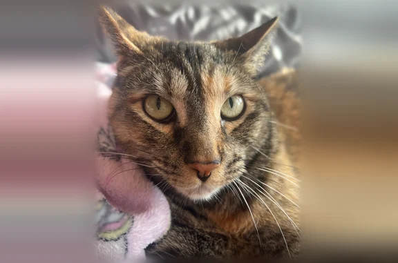Lost female cat, Rappolla Street, 820, Baltimore - gray, black, and tan - photo