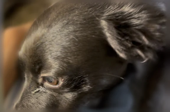 Lost dog, New York, Manhattan - all black Chihuahua dachshund mix - photo