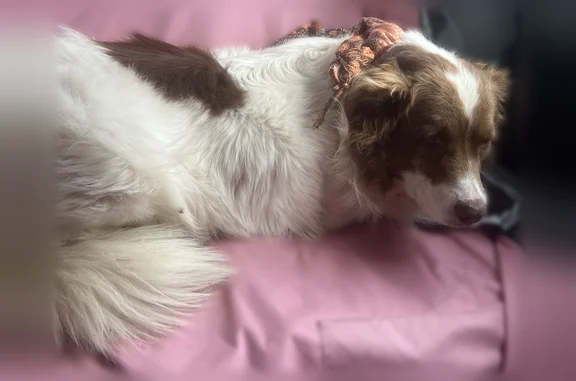 Lost and found pets Houston, photo: Found dog, Patterson Road, Houston - sweet and scared