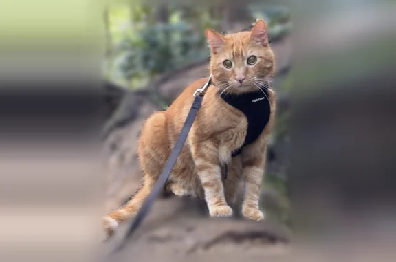 Lost male cat, Judd Trail, Honolulu - freckles on nose - photo