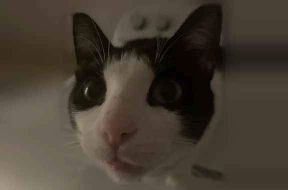 Lost cat, Geneva Street, Castroville, San Antonio - tuxedo with white paws - photo