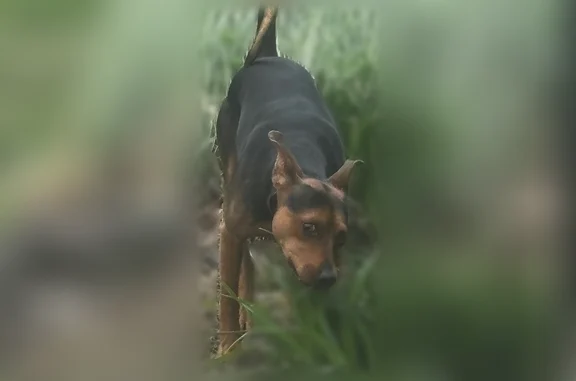 Found dog Plymouth Meeting, photo: Found male dog, Geryville Pike, Pennsburg - brown with black markings