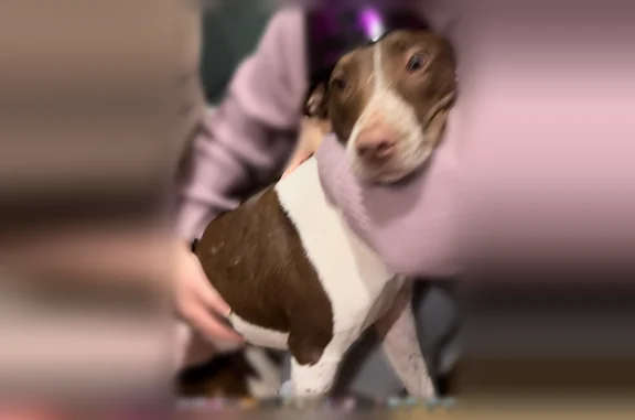 Lost dog, Church Lane, Middle Island - brown and white with hazel eyes - photo