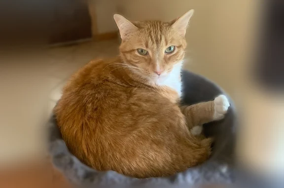 Lost cat, Brookfield, Wisconsin - orange tabby with white socks - photo