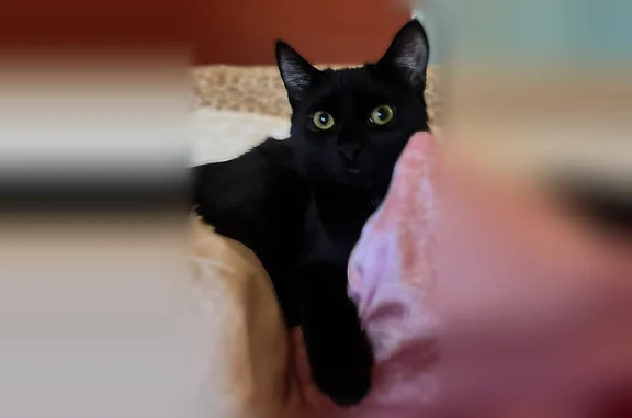 Lost cat, West Side Road, Conway - female with shiny black coat - photo