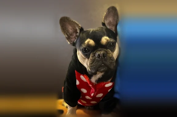 Lost female dog, Pony Soldier Road, Sedona - black with tan markings - photo