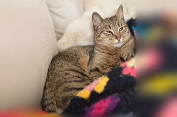 Lost and found pets Portland, photo: Lost cat, Northwest 115th Avenue, Portland - female tabby