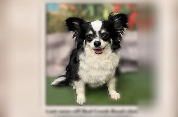Lost female dog, Red Creek Road, 8102, Long Beach - black and white long hair chihuahua - photo