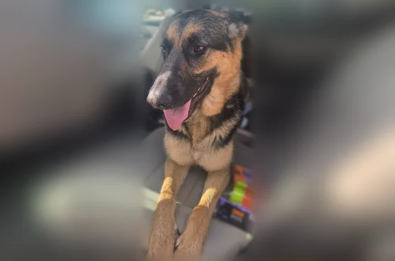 Found dog Howard City, photo: Found dog, Howard City Edmore Road, Howard City - Merle coated German Shepherd