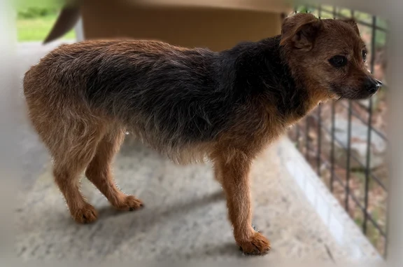Found dog Nevada City, photo: Found dog, Cement Hill Road, Nevada City - older female