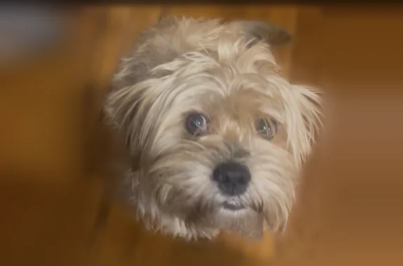 Bosco is a Shorki Tan and a little Reddish Brown on the back We Got Bosco in October he was a Year Old. He Got Out The Gate when He was in the back yard. He’s Scared Of People Because He Came From a home that abuse him When People Try n get close he will bark and run because he’s scared but he doesn’t bite he’s Very Loving 