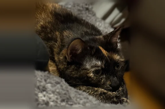 Lost and found pets Independence, photo: Lost female cat, East 43rd Terrace South, Independence - tortis-shell calico