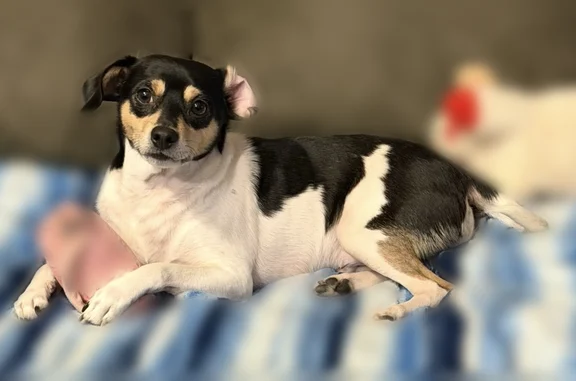 Lost and found pets Moscow, photo: Lost dog, T Rt 377, 109, Moscow - male, small 17lbs