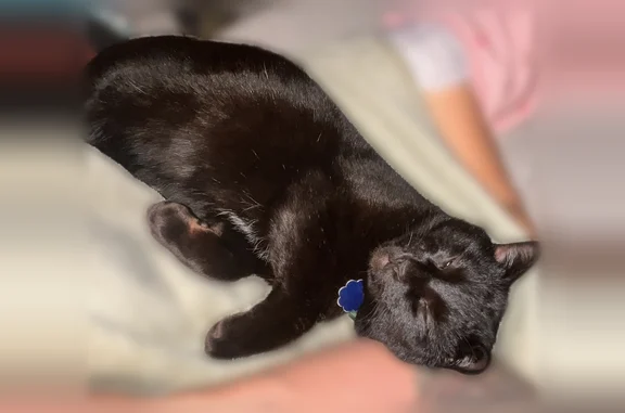 Missing cat Arlington, photo: Missing cat Male, Arlington (usl534971)