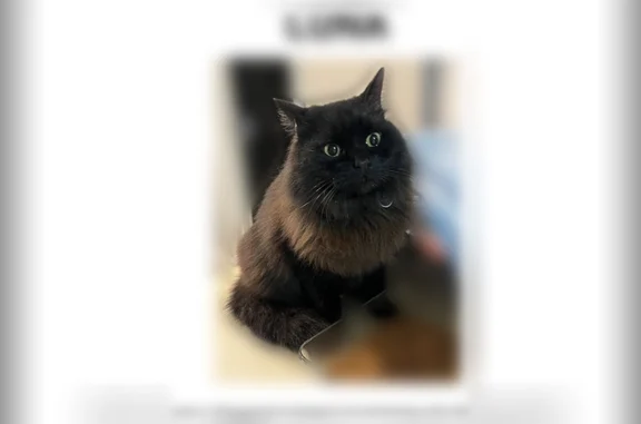 Lost cat, Wenwood Circle, Berry - black long haired with pink AirTag collar - photo