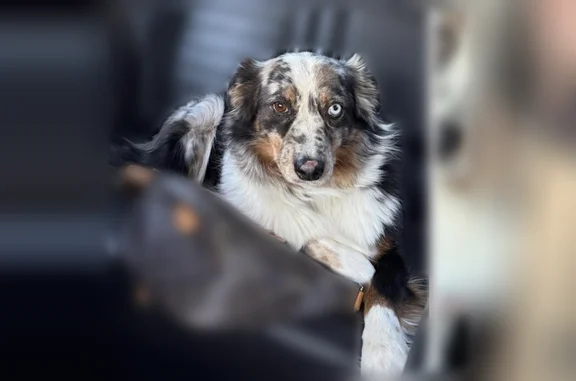 Lost female dog, South 3rd Street, Flippin - Blue Merle Australian Shepherd - photo