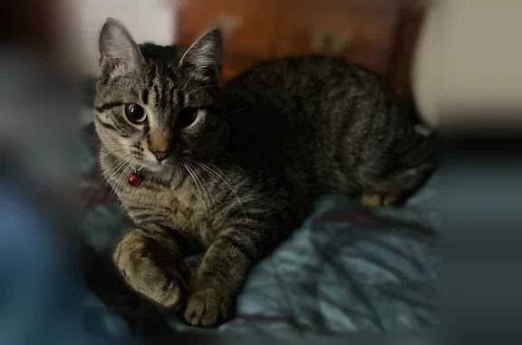 Missing cat Calais, photo: Lost cat, Union Street, Calais - female with yellow collar