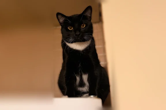 Lost and found pets Enfield, photo: Lost cat, Pearl Street, 207, Enfield - tuxedo with black face
