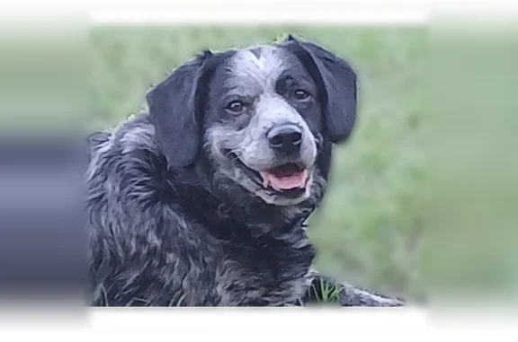Lost dog, Butterfly Lane, Red Oak - blue picardy spaniel - photo
